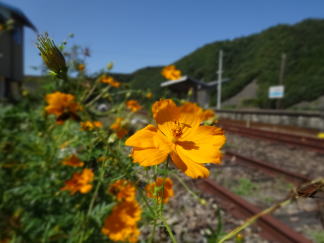 LoiRXXƂԂ炵