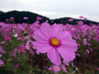 m匎FmVc_